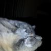 IMG_20121227_200821