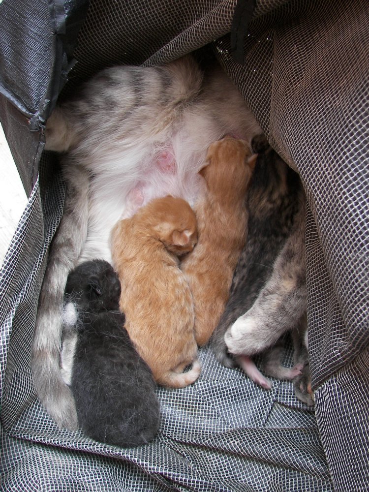 Mama with kittens