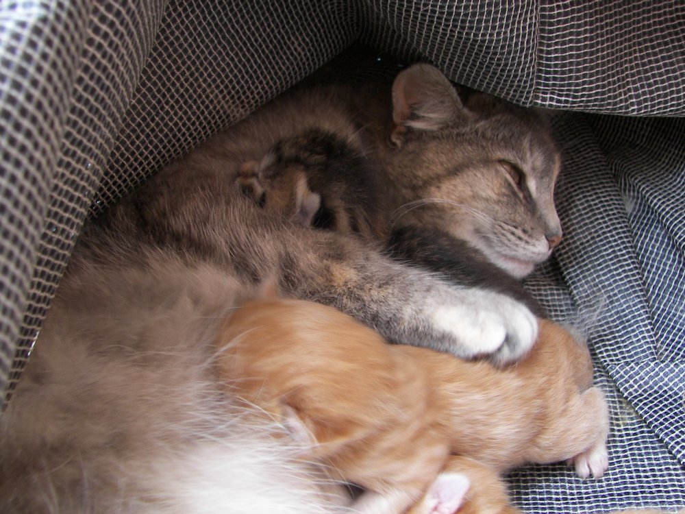 Mama with Kittens