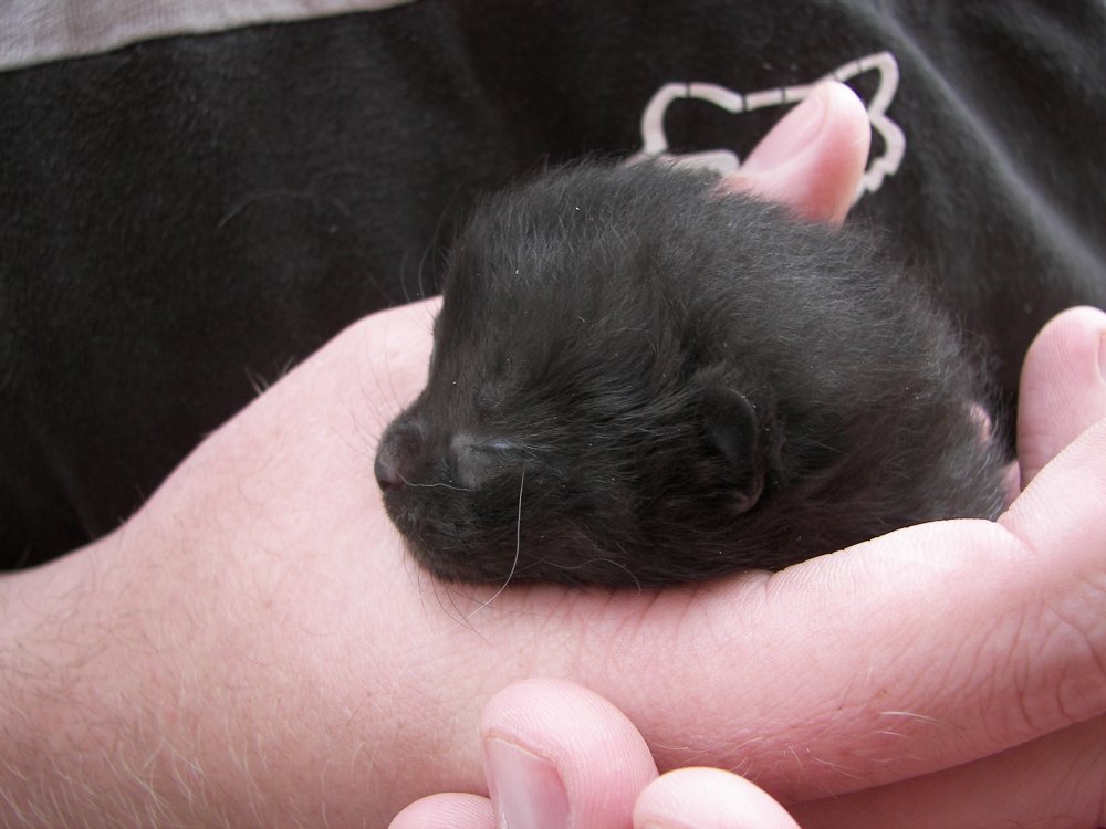 Jay holding Kitten