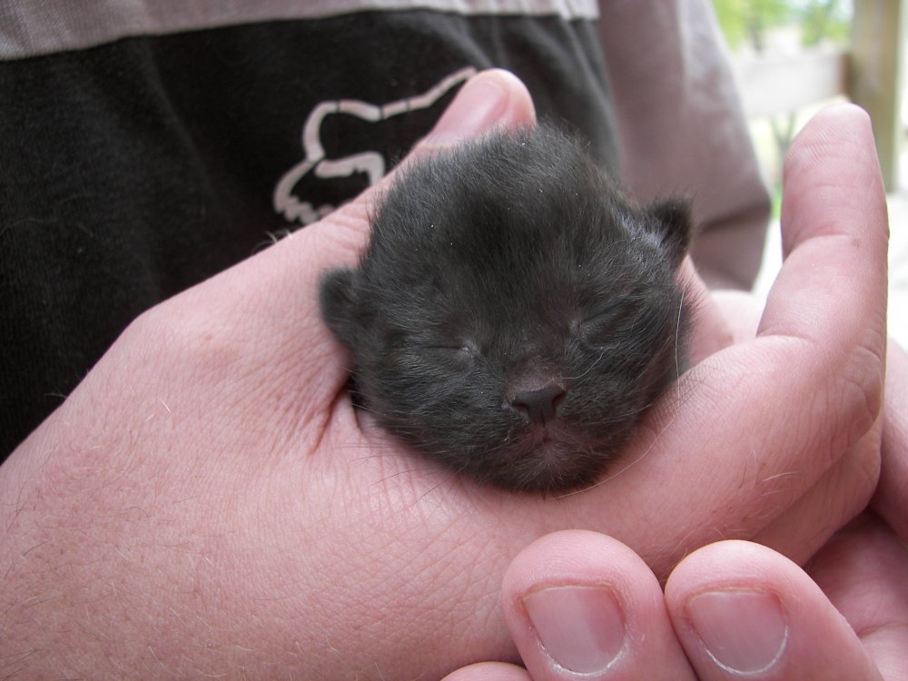 Jay holding Kitten