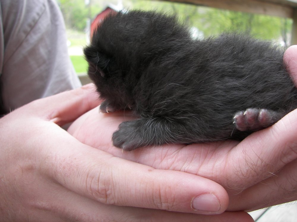 Jay holding Kitten