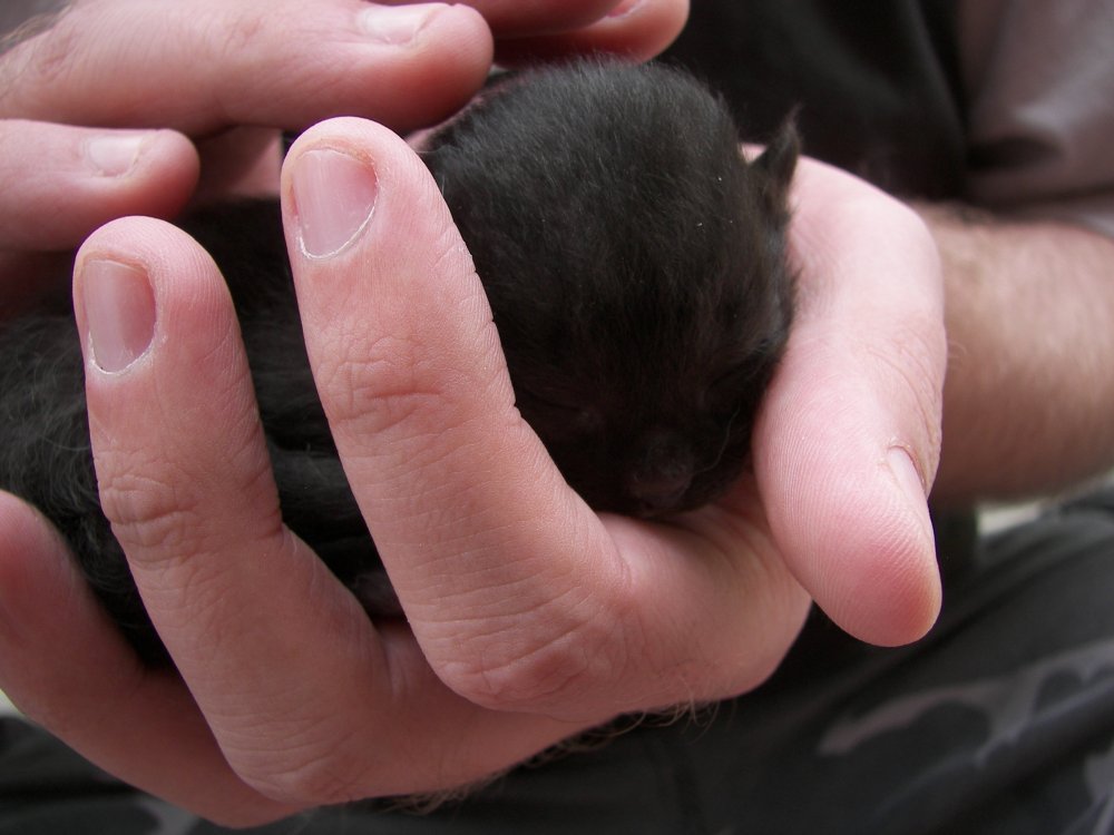 Jay holding Kitten