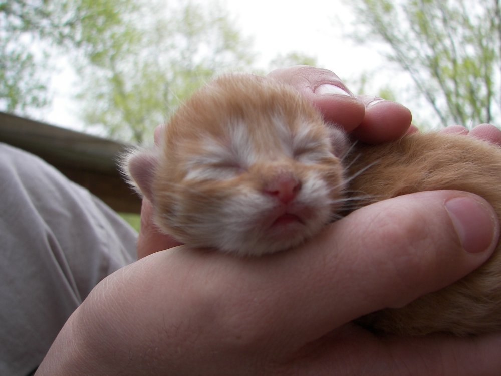 Jay holding Kitten