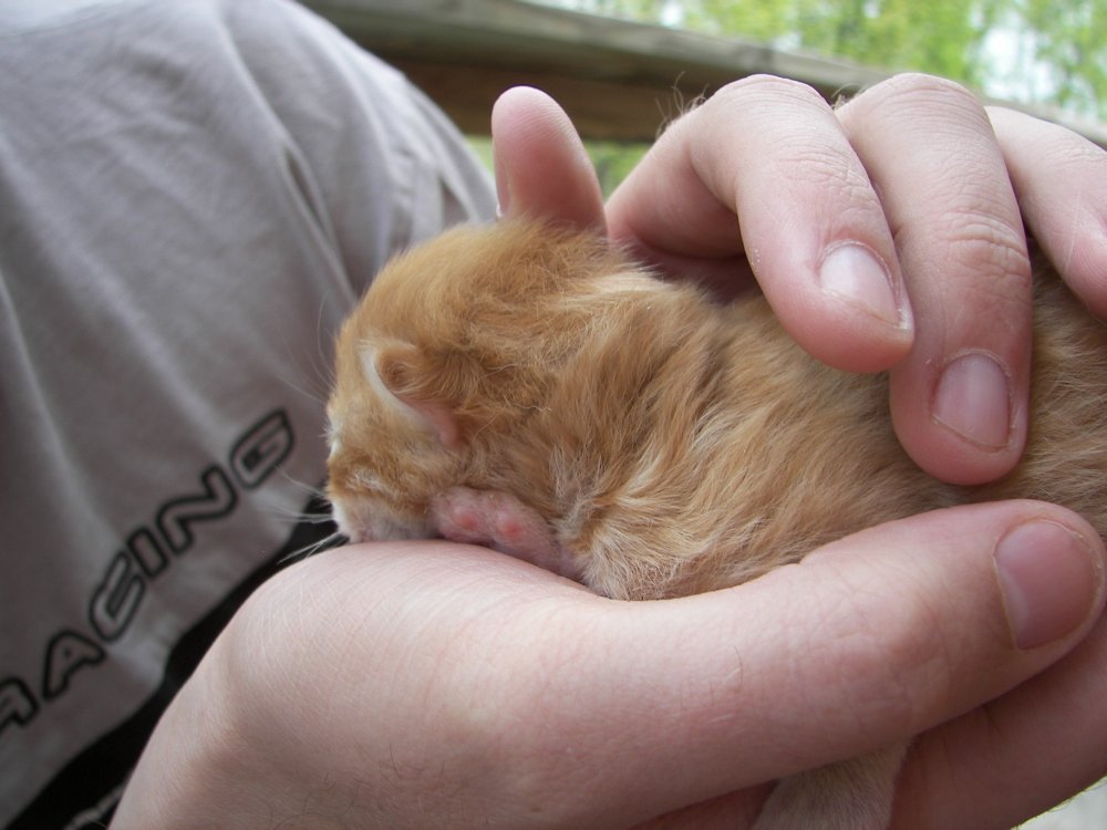 Jay holding Kitten