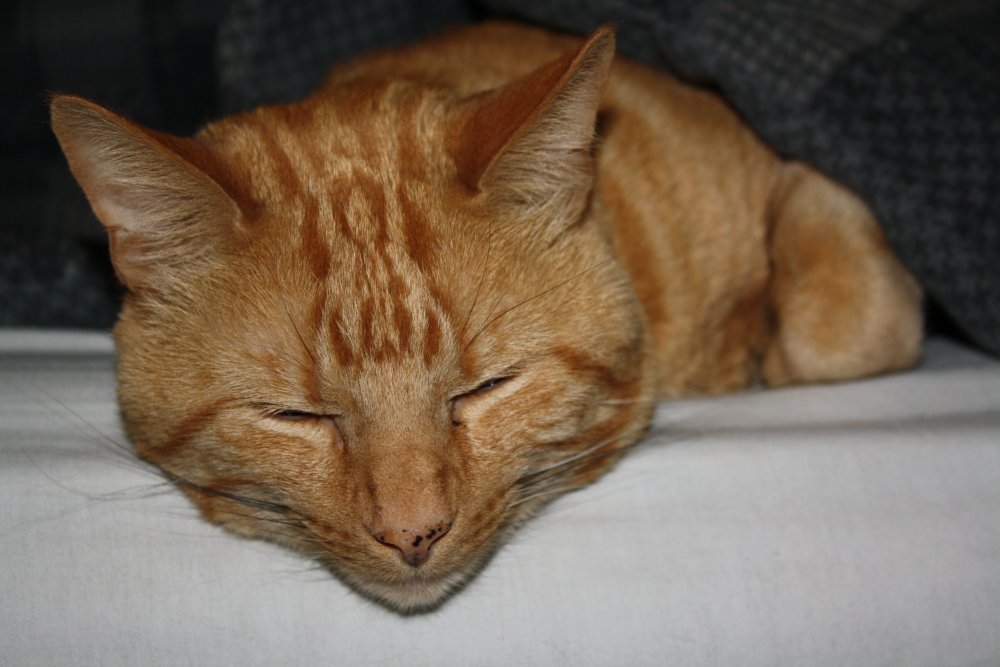 Picture - 2-FEB-2009 261
