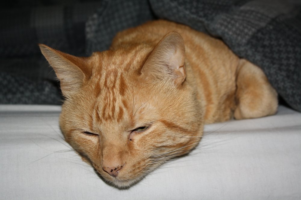 Picture - 2-FEB-2009 262
