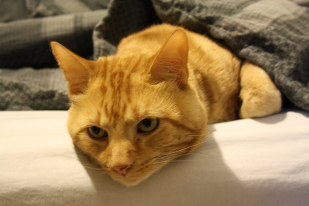 Picture - 2-FEB-2009 263