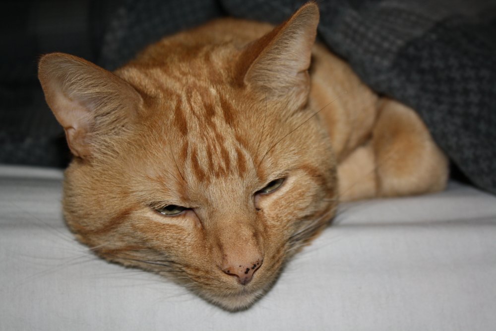 Picture - 2-FEB-2009 268