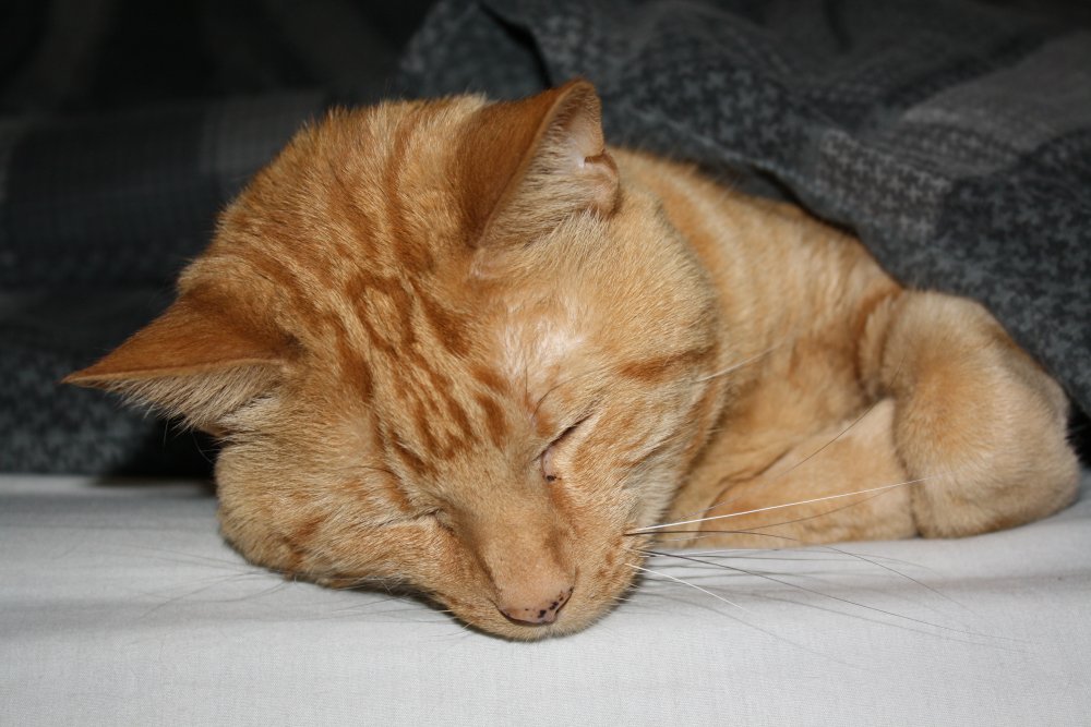 Picture - 2-FEB-2009 269