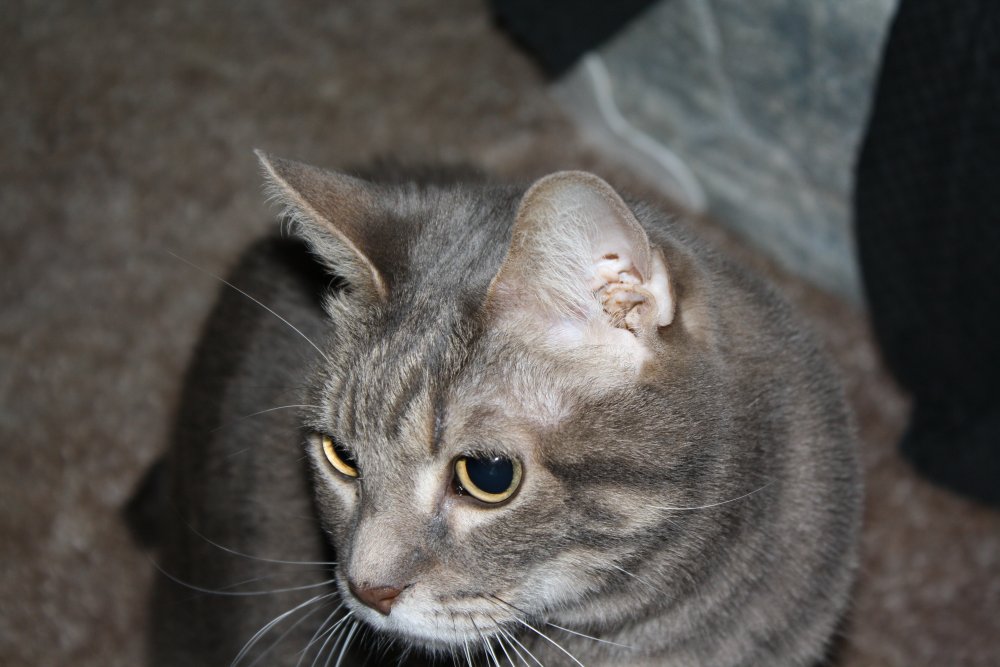Picture - 2-FEB-2009 276