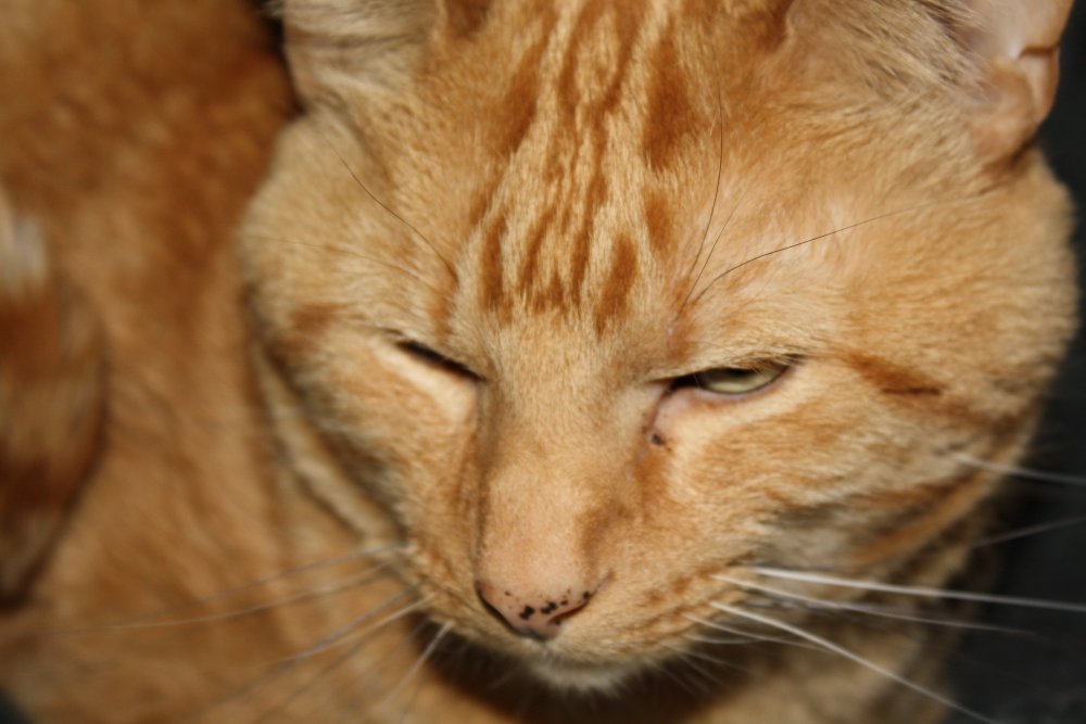 Picture - 2-FEB-2009 280