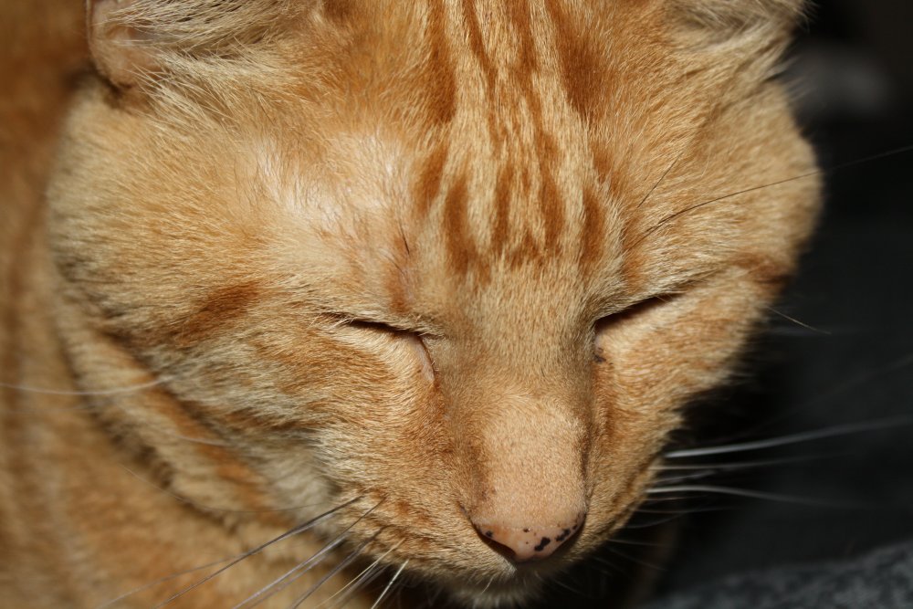 Picture - 2-FEB-2009 282