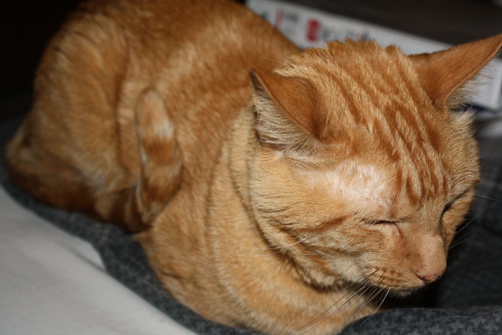 Picture - 2-FEB-2009 283
