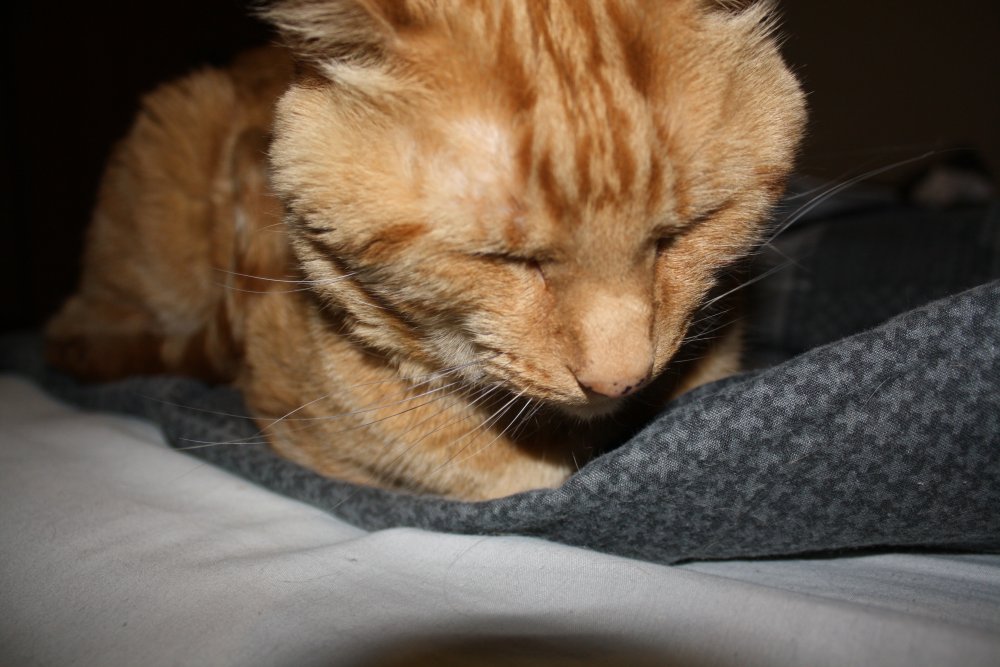 Picture - 2-FEB-2009 284