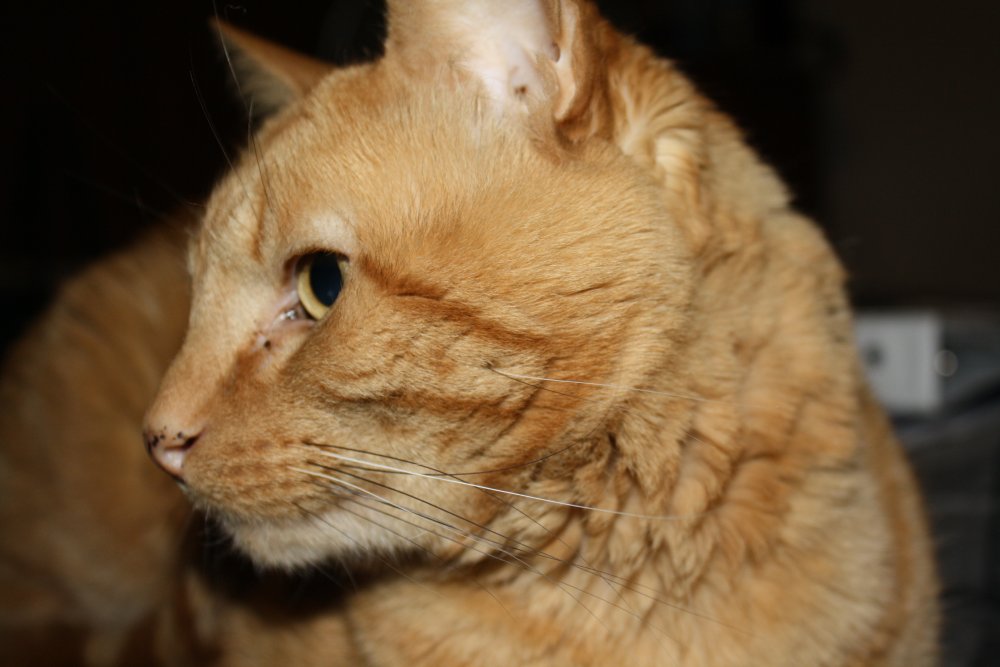 Picture - 2-FEB-2009 286