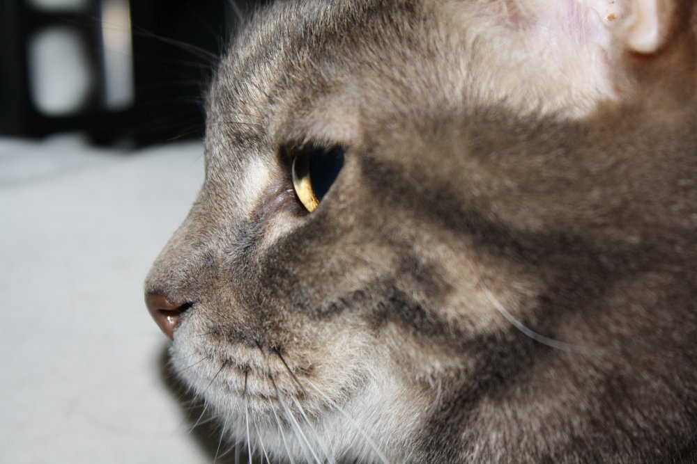 Picture - 2-FEB-2009 293