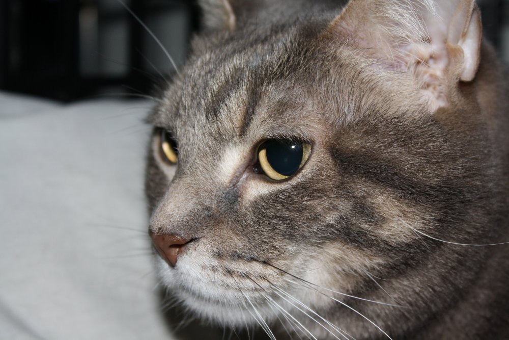 Picture - 2-FEB-2009 299