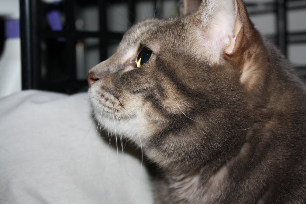 Picture - 2-FEB-2009 300