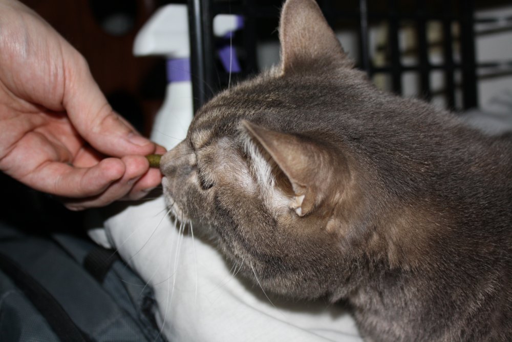 Picture - 2-FEB-2009 301