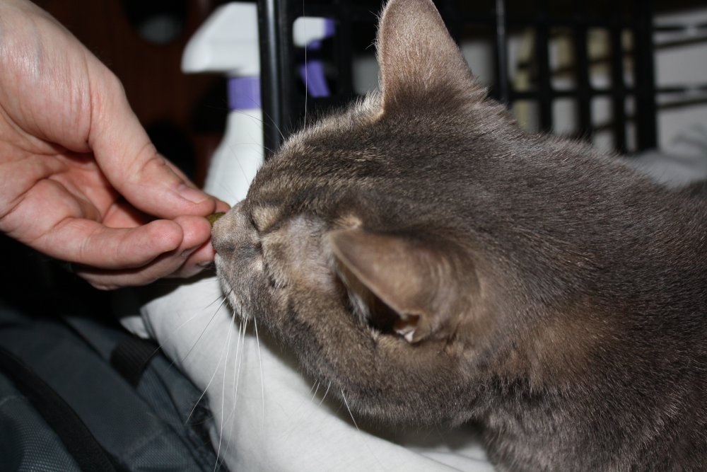 Picture - 2-FEB-2009 302