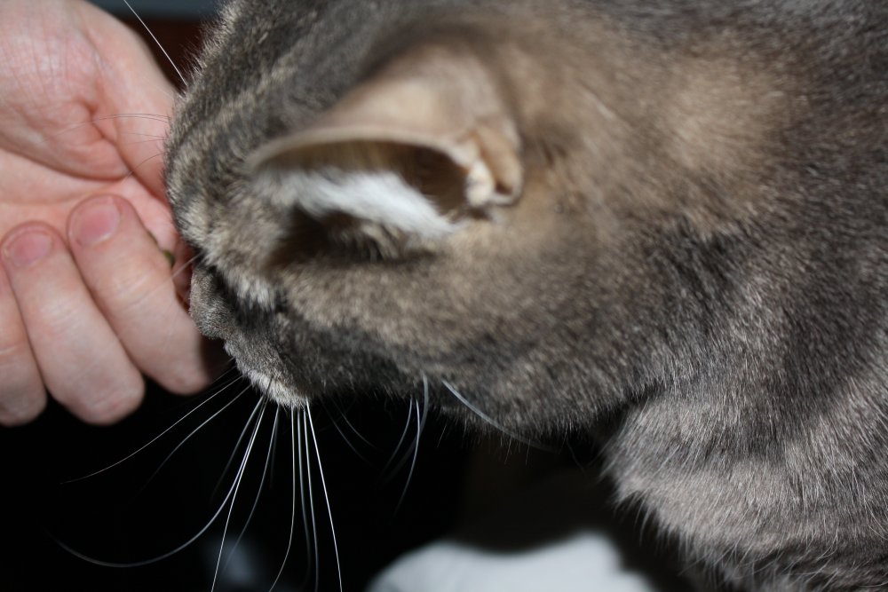 Picture - 2-FEB-2009 303