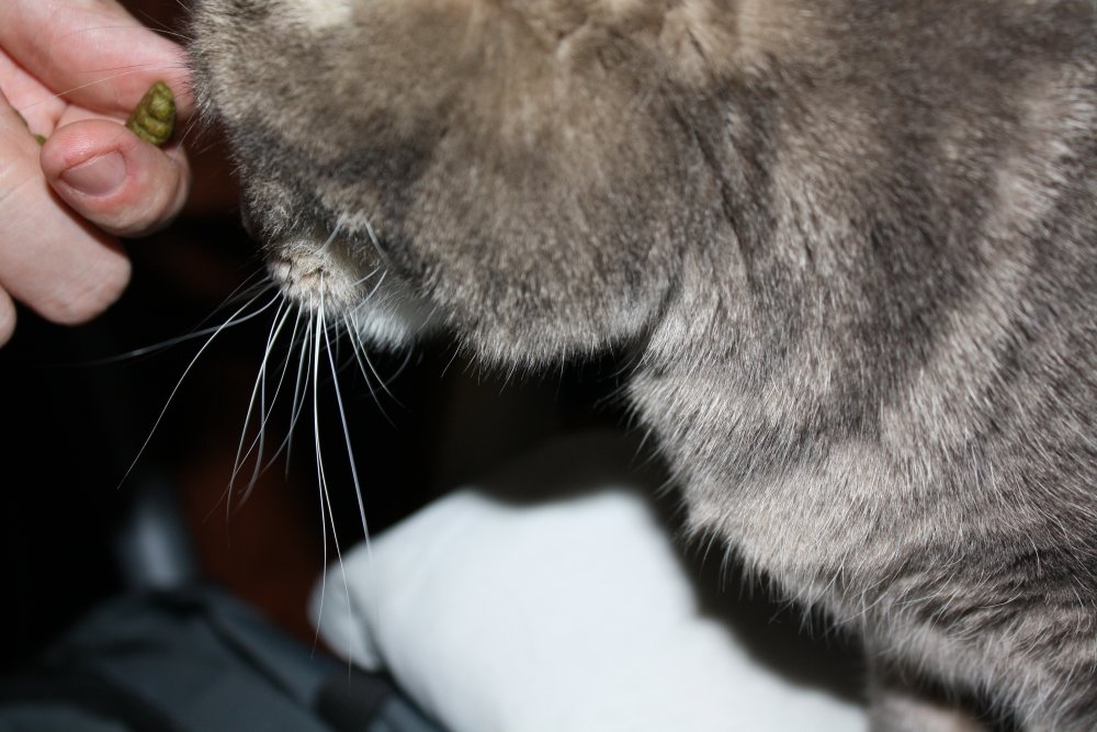 Picture - 2-FEB-2009 304