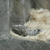 Snow Leopard