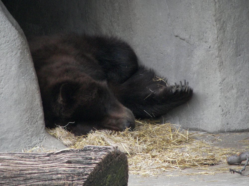 Black Bear