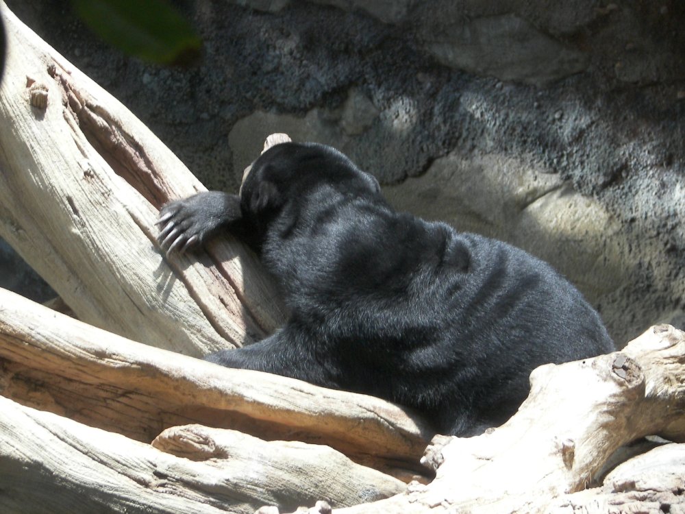 Sun Bear