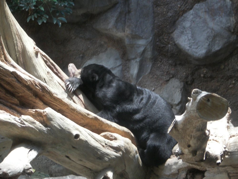 Sun Bear