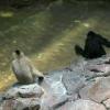 White Cheeked Gibbon