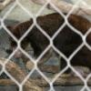 Matschie's Tree Kangaroo
