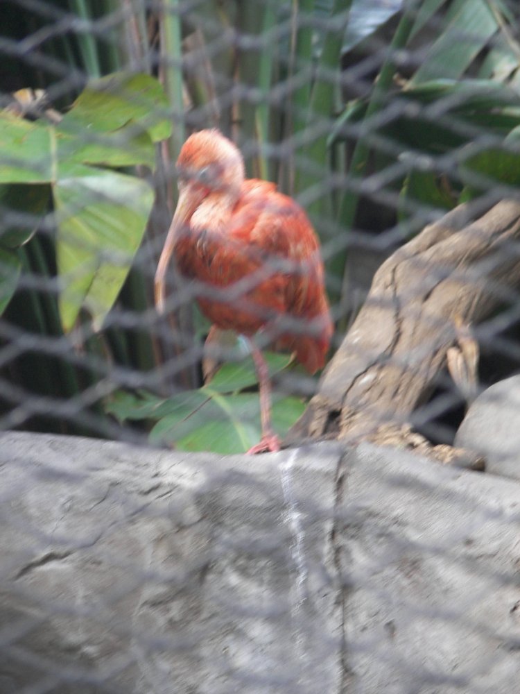 Scarlet Ibis