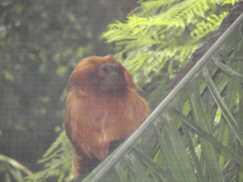 Golden Lion Tamarin
