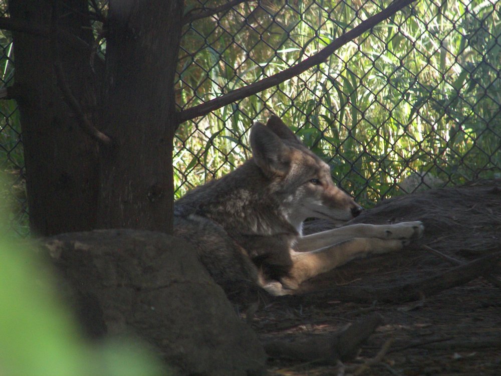Coyote