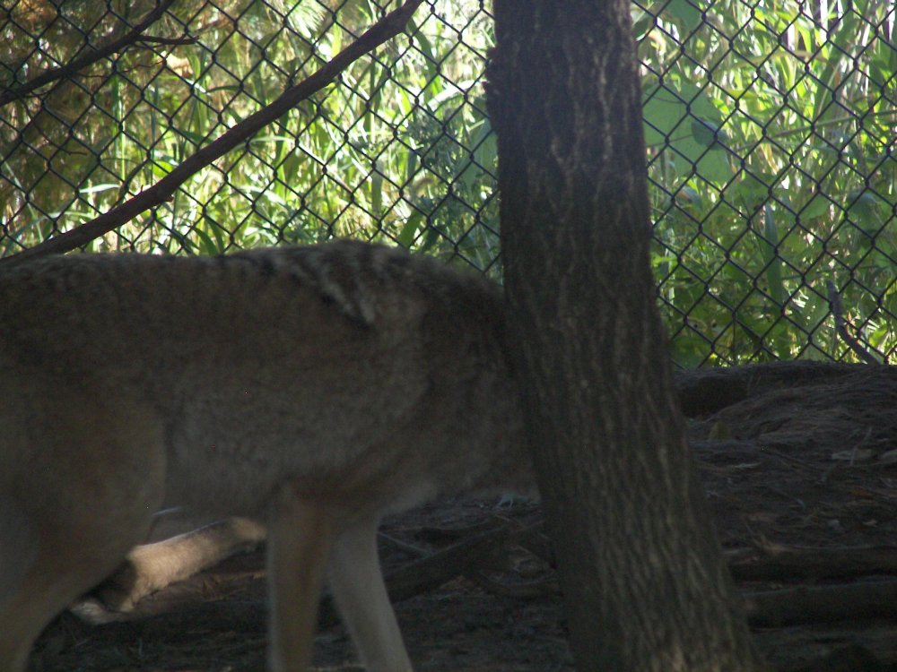Coyote