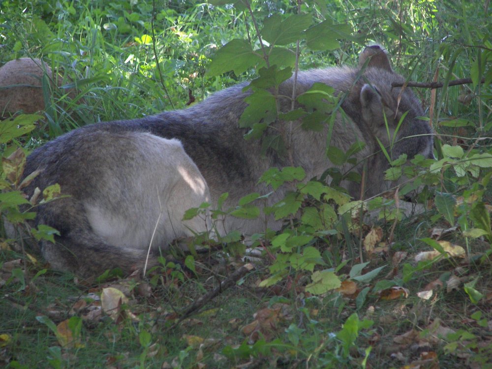 Wolf