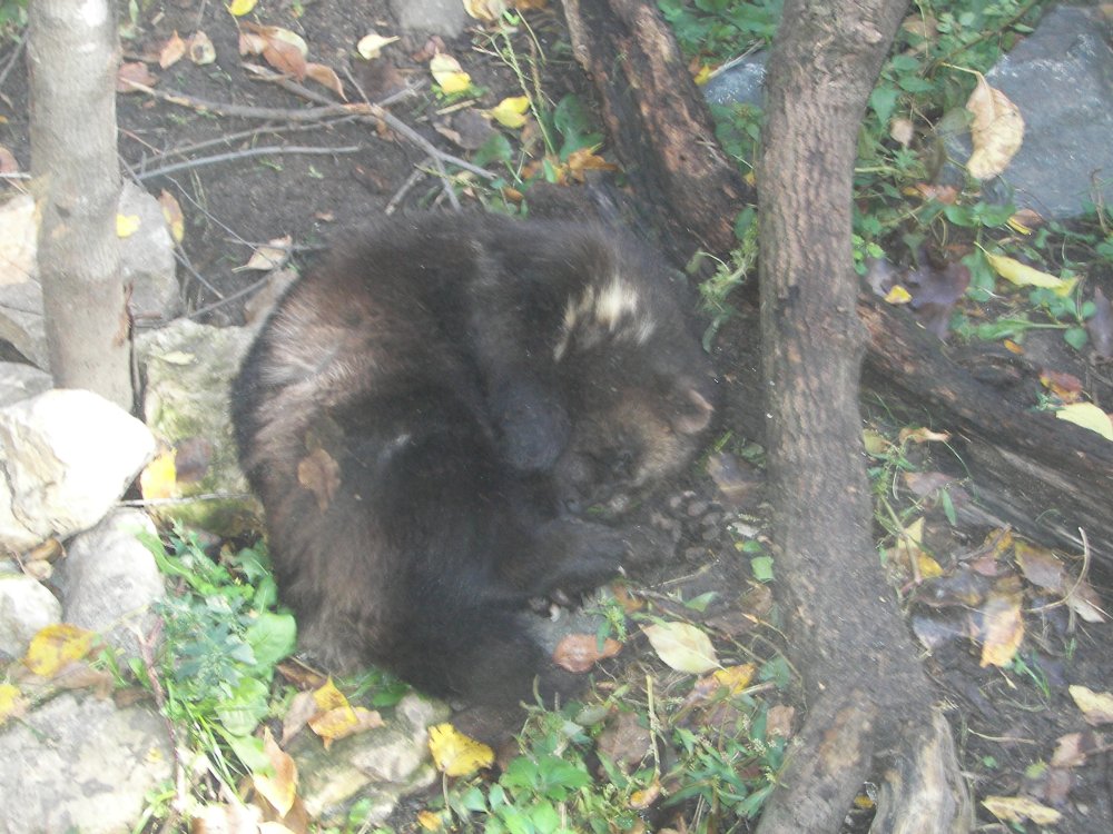 Wolverine