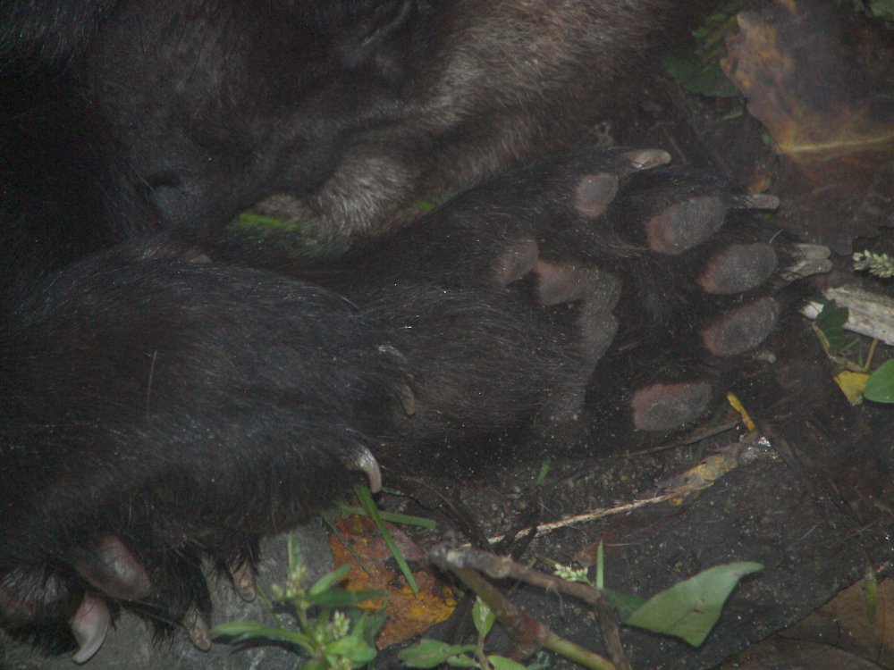 Wolverine Paw