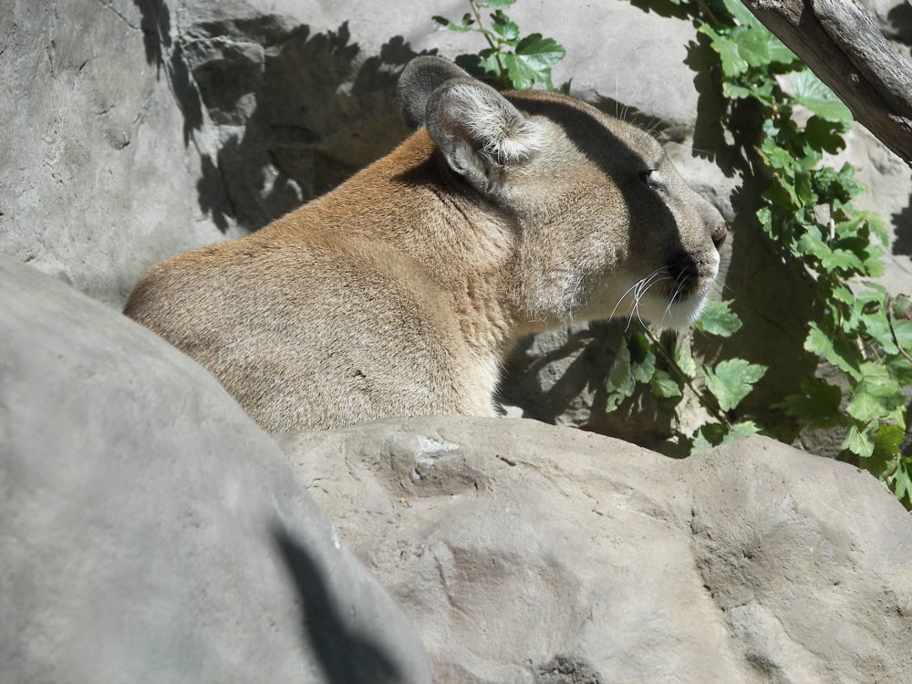 Puma