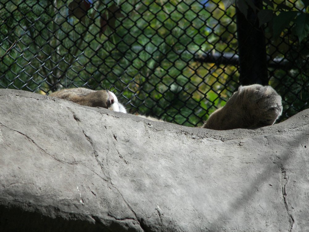 Puma