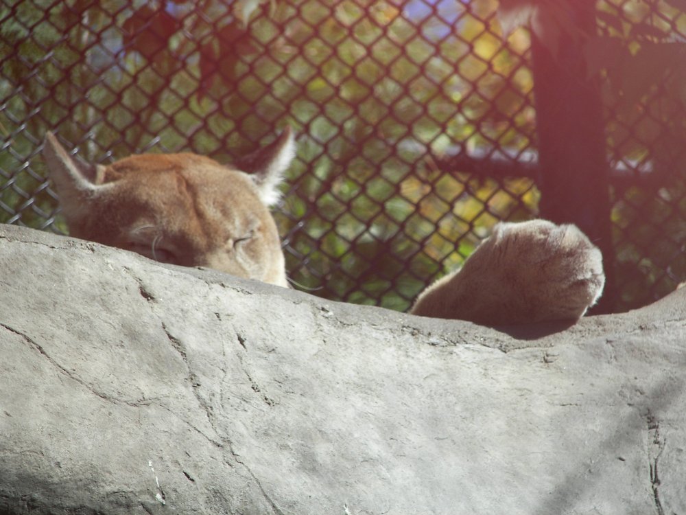 Puma