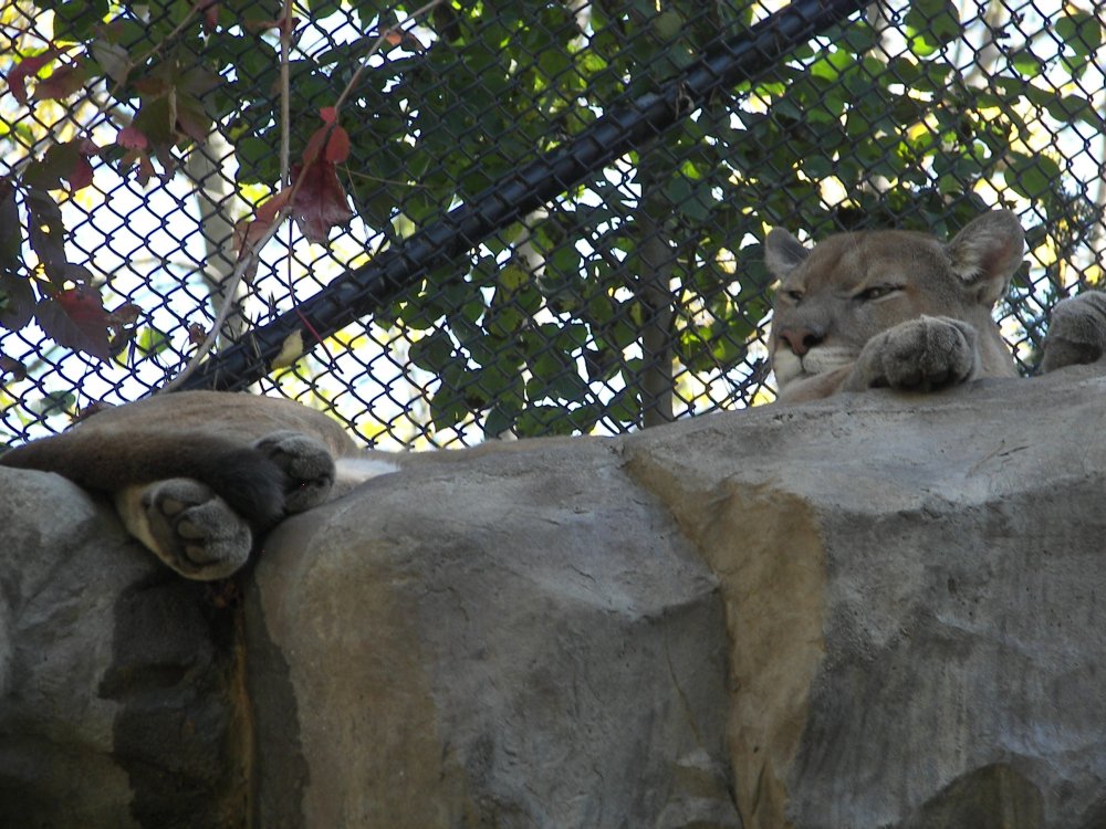 Puma