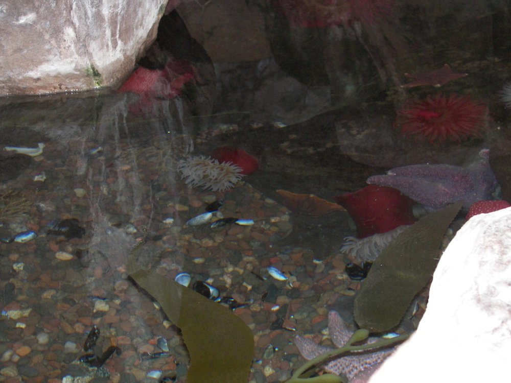 Tidal Pool