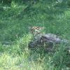 Amur Tiger