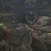 Mexican Wolf