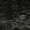Mexican Wolf