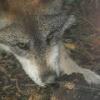 Mexican Wolf