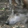 Mexican Wolf